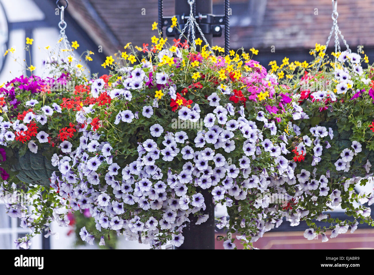 Flowering Hanging Basket Berkshire UK Stock Photo