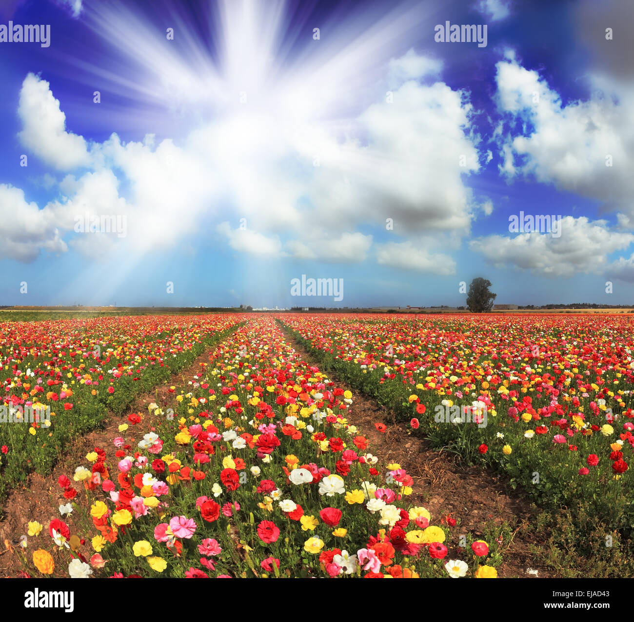 Shining sun with rays hi-res stock photography and images - Alamy