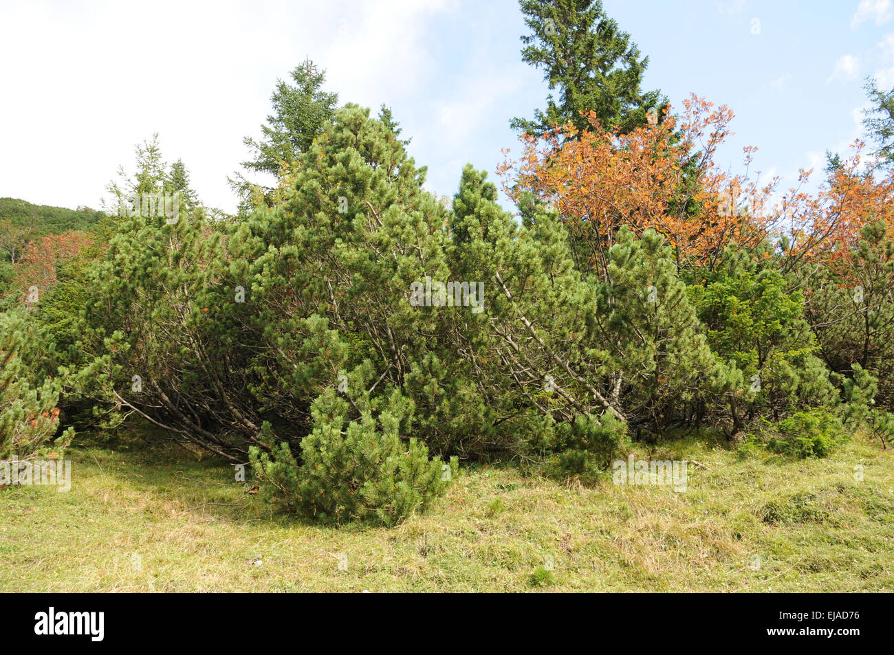 Mountain pines Stock Photo
