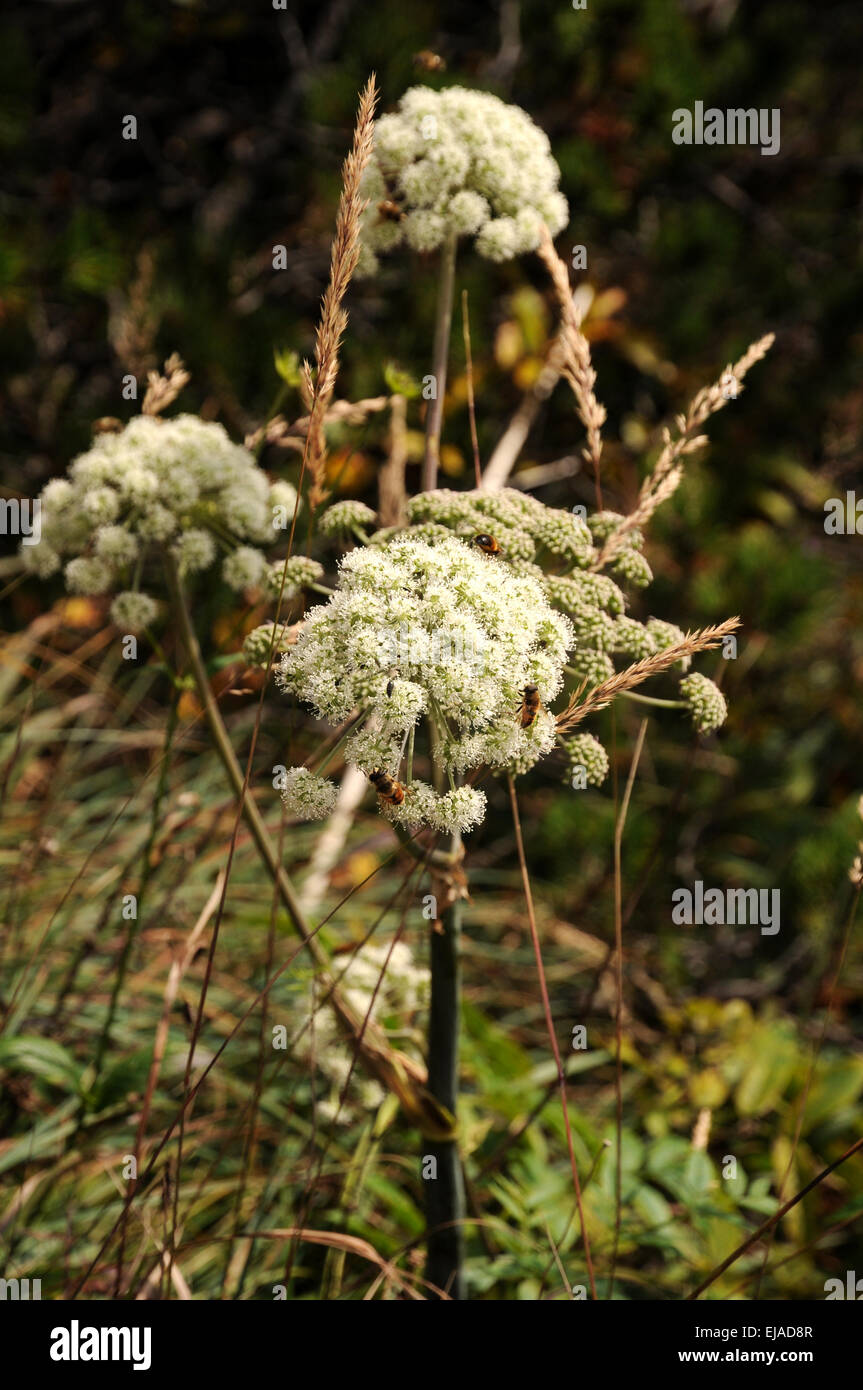 Laserwort Stock Photo