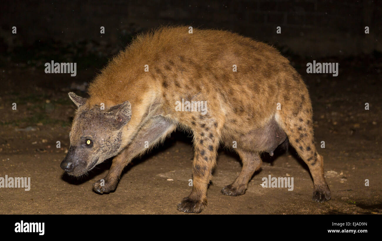 pregnant wild hyena Stock Photo