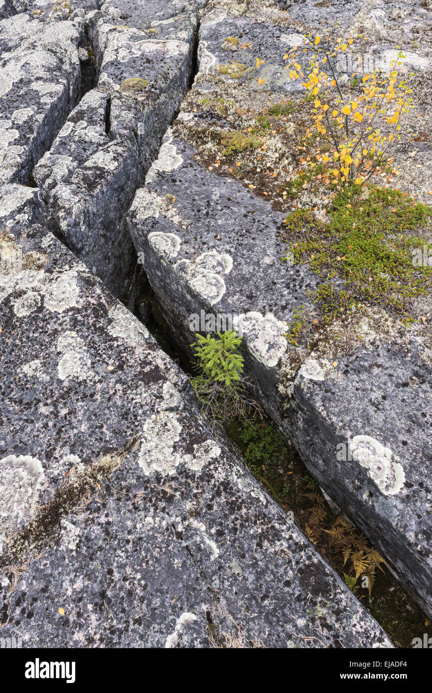 planted crevices, Lapland, Sweden Stock Photo