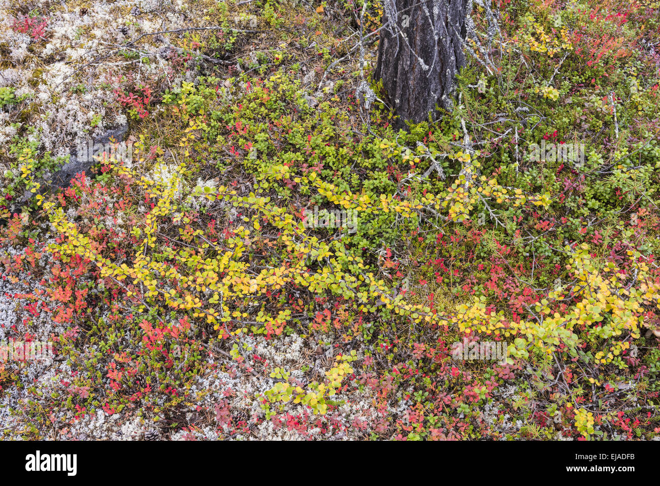 autumnal forest floor, Lapland, Sweden Stock Photo