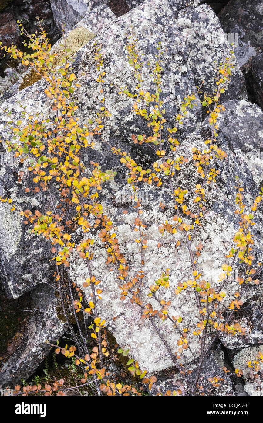 Dwarf birch and rocks, Lapland, Sweden Stock Photo