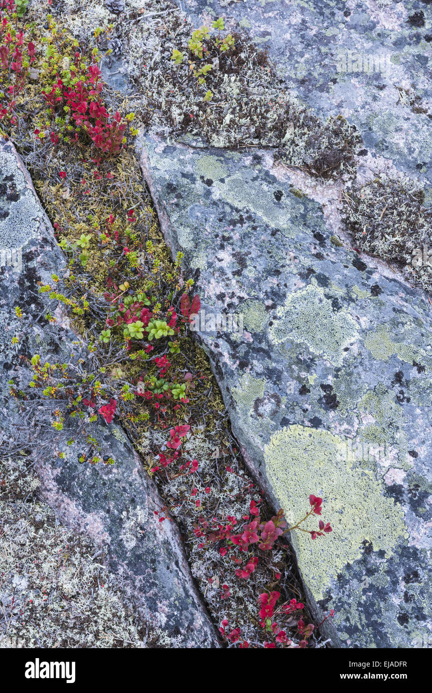 European blueberry and rocks, Lapland, Sweden Stock Photo