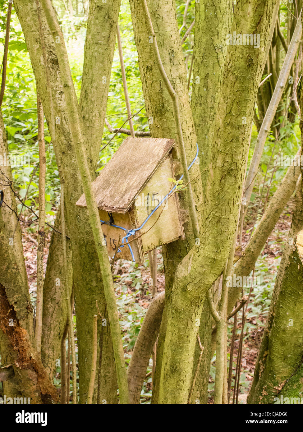 A hazel wood coppice with dormouse nest boxes in Surrey, United Kingdom Stock Photo