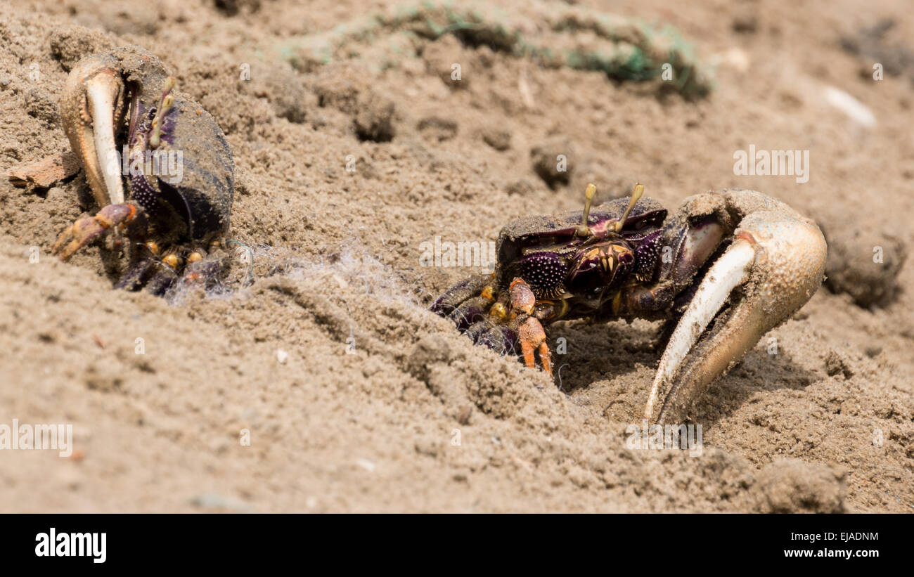 Fiddler crabs in the sand Stock Photo