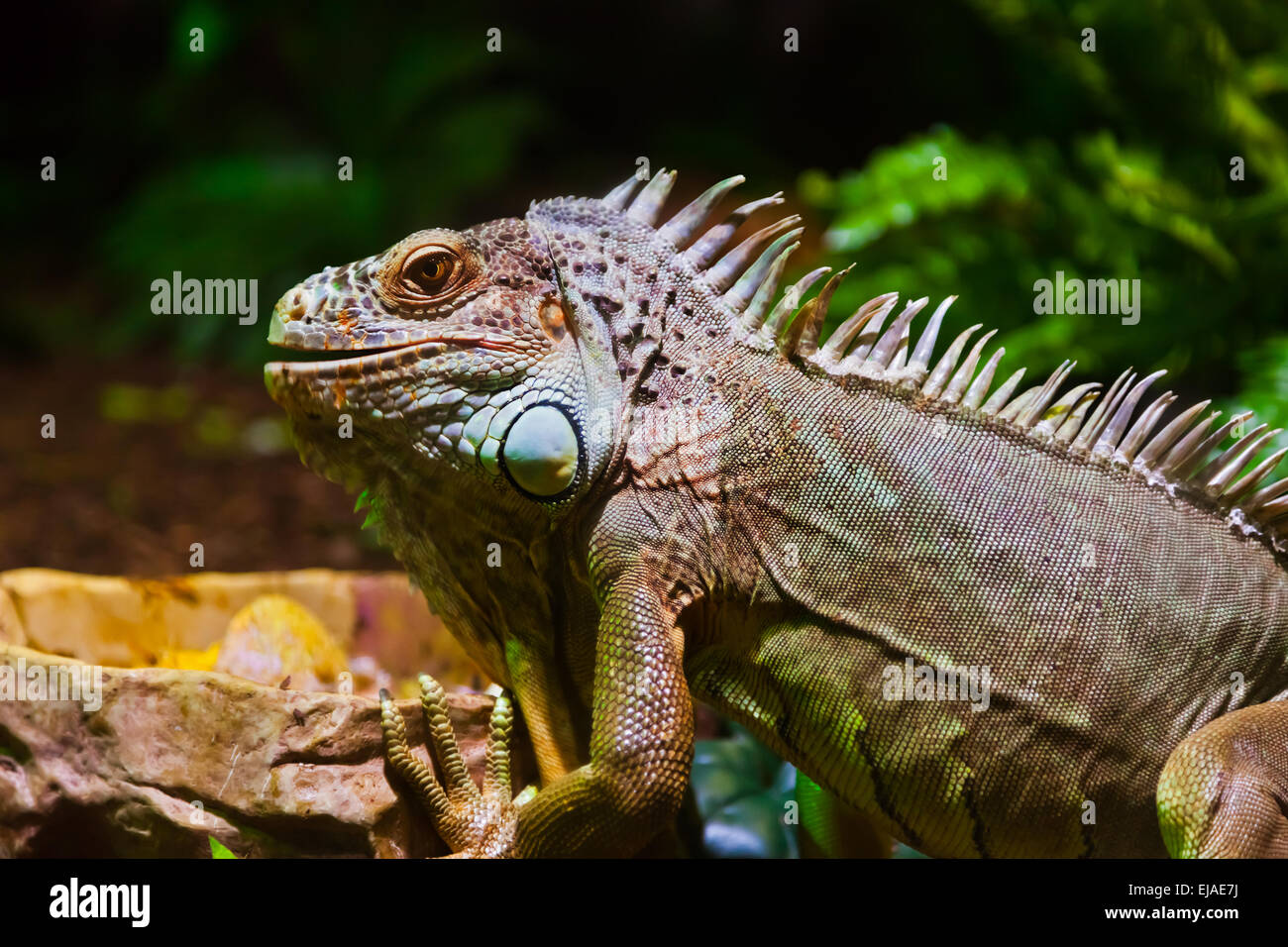 Big iguana lizard in terrarium Stock Photo