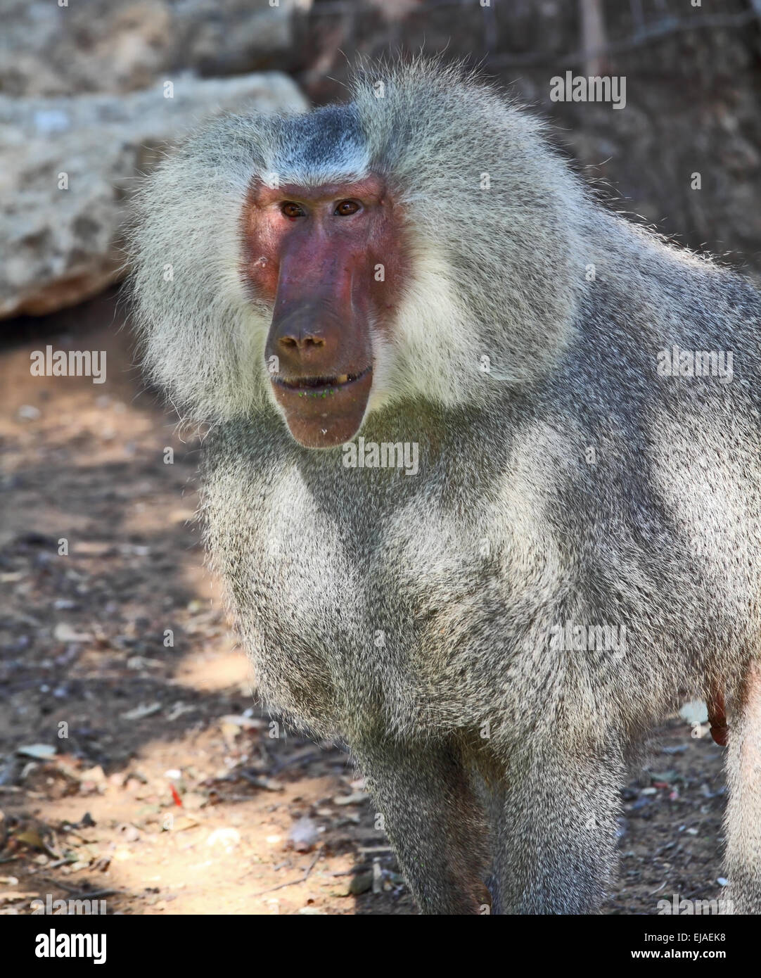 Baboon posing hi-res stock photography and images - Alamy