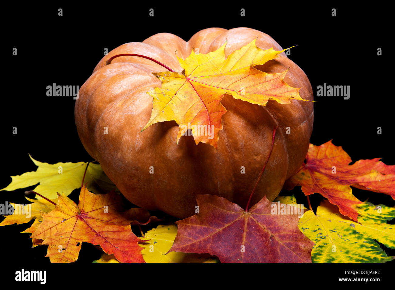 pumpkin and maple leaves on dark background Stock Photo