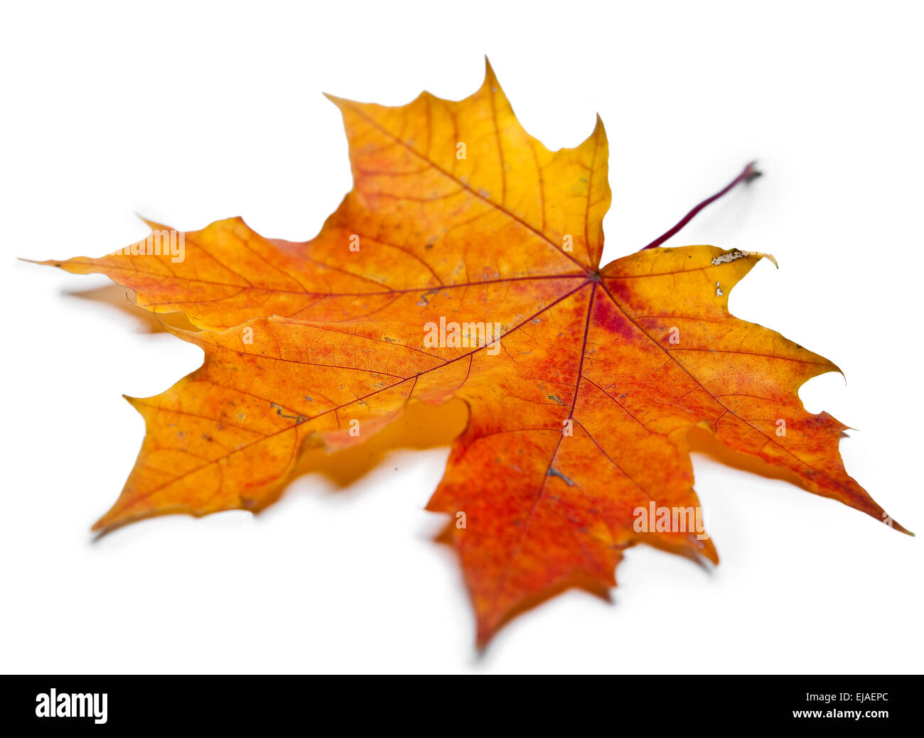 dry maple leaf Stock Photo - Alamy