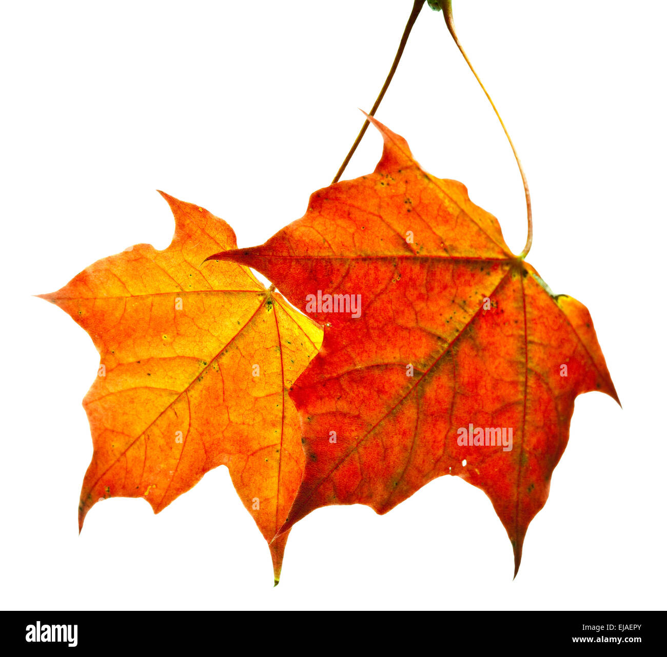 dry maple leaf Stock Photo Alamy