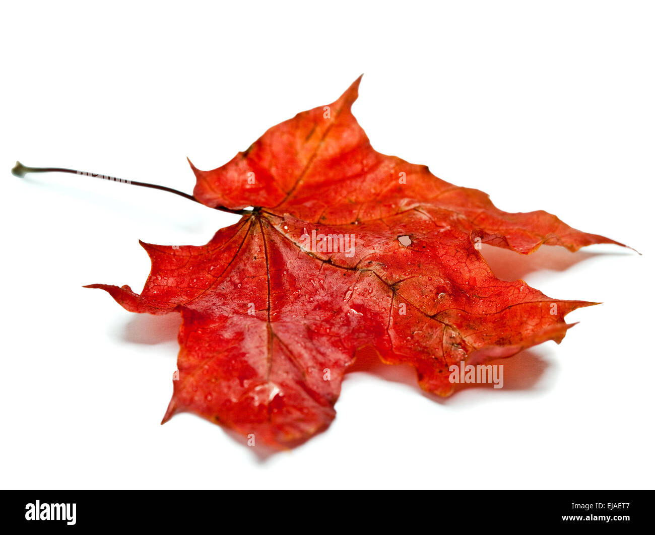 Drops in leaf hi-res stock photography and images - Alamy