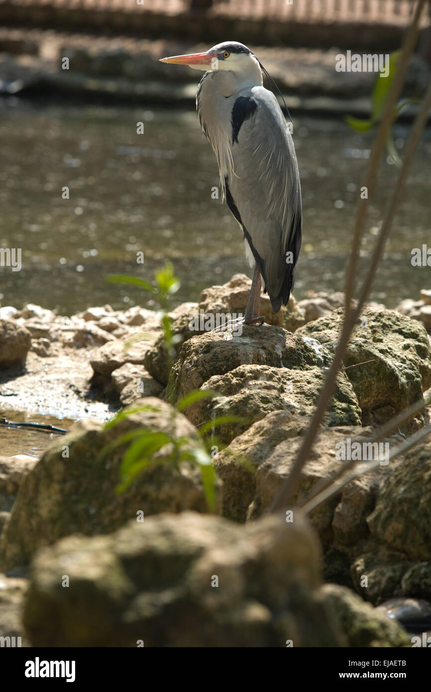 Grey heron, Ardea cinerea, single bird on  water shore, Spain Stock Photo