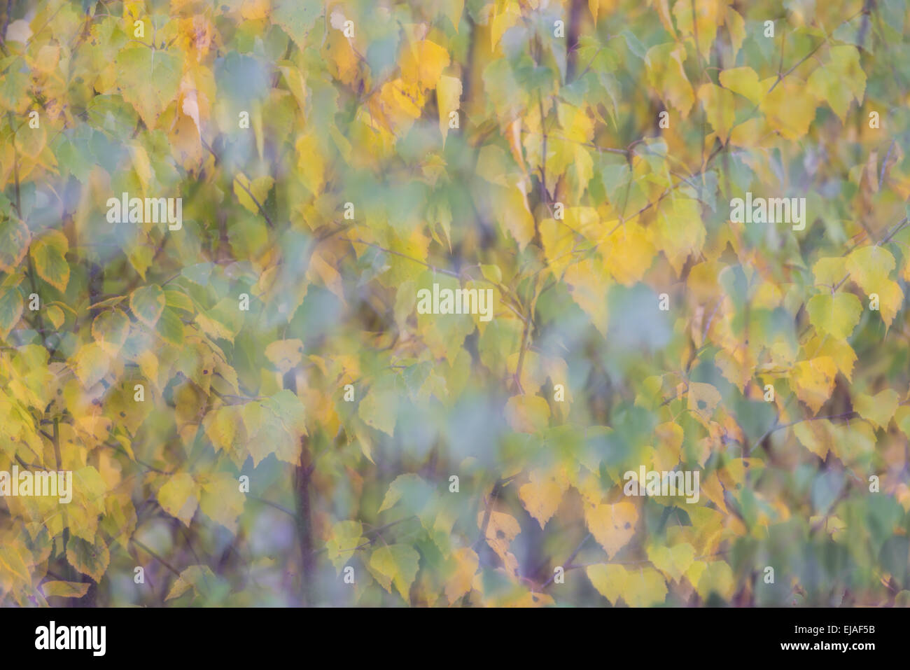 birch leaves, soft-focus, Lapland, Sweden Stock Photo