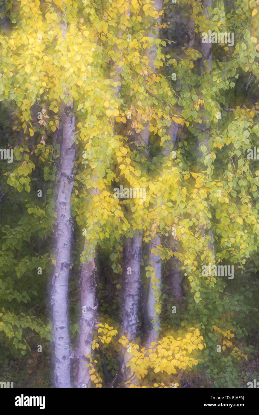 autumn birches, soft-focus, Lapland, Sweden Stock Photo