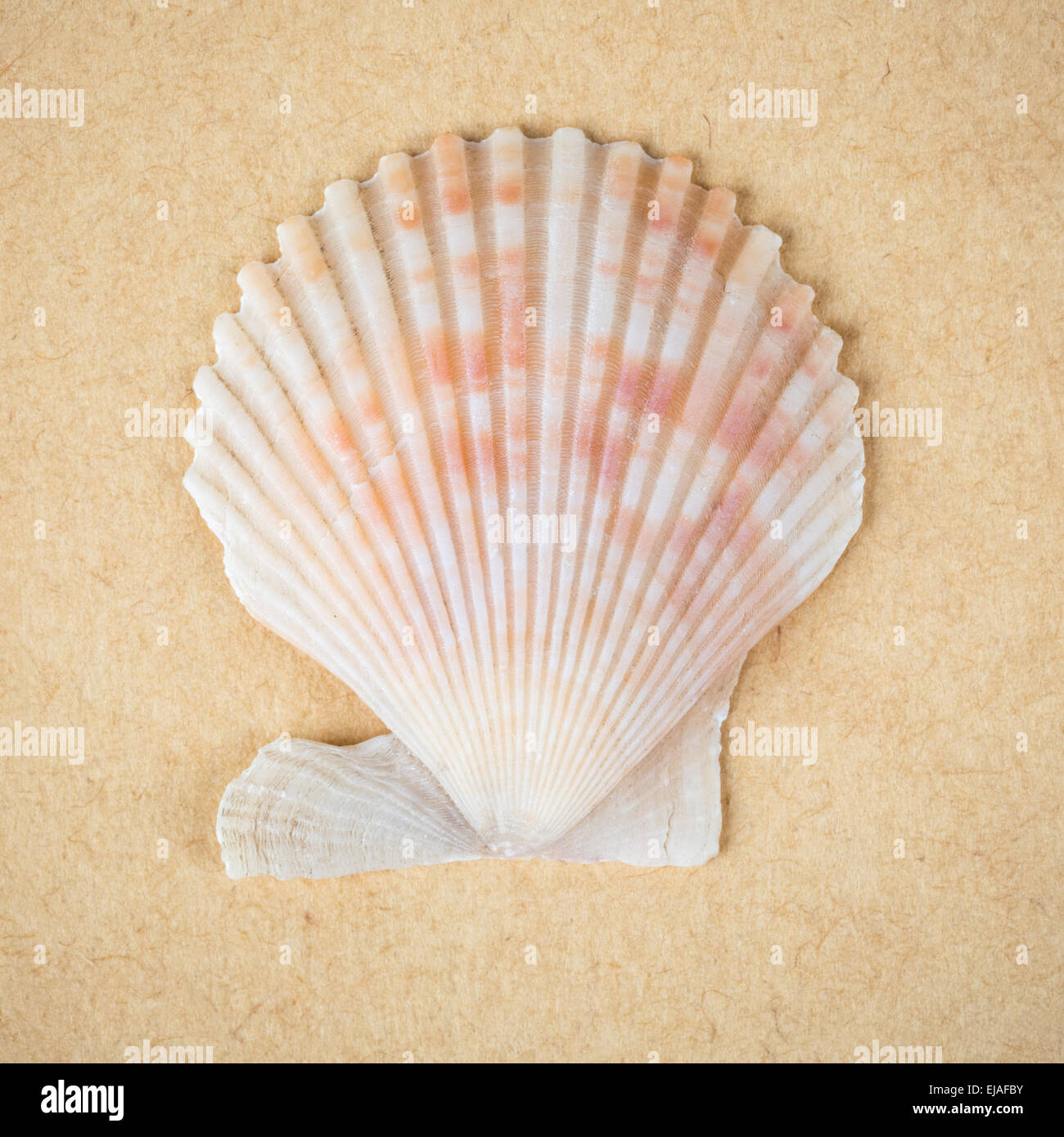scallop shell closeup Stock Photo