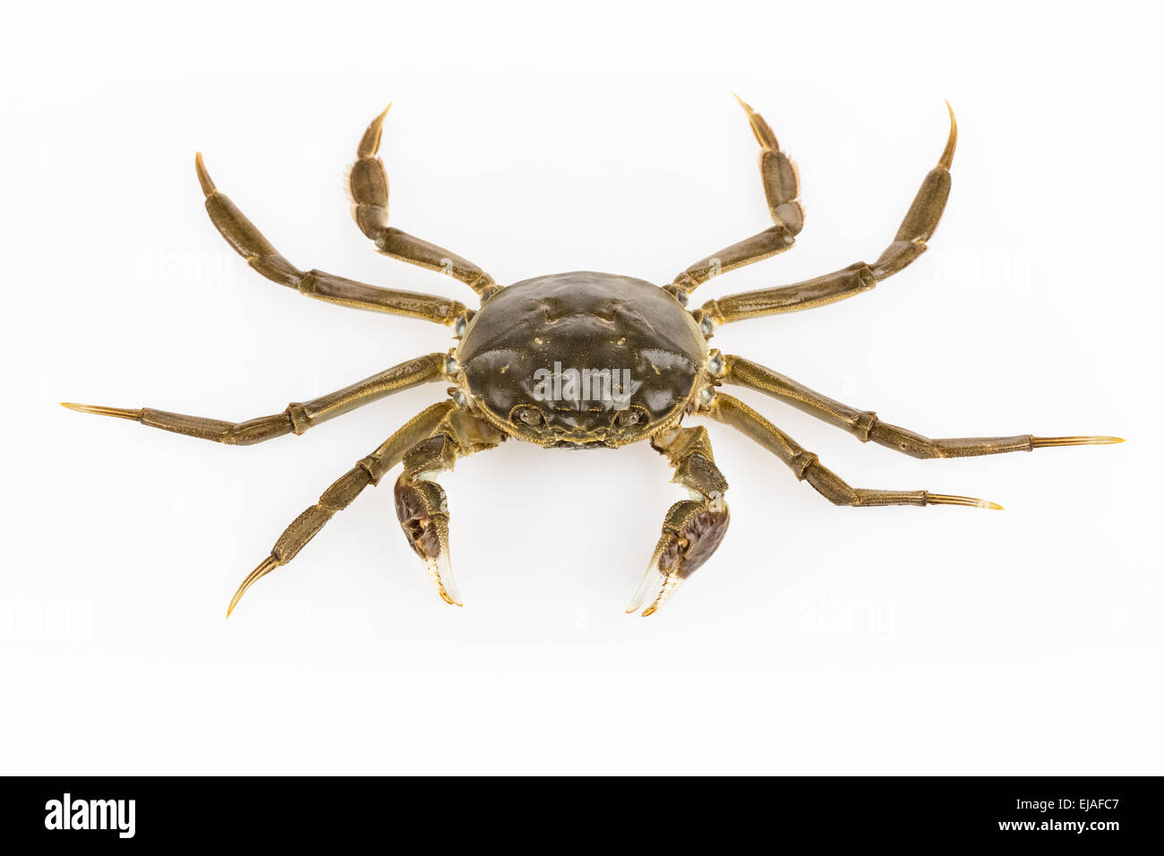 living hairy crab isolated Stock Photo