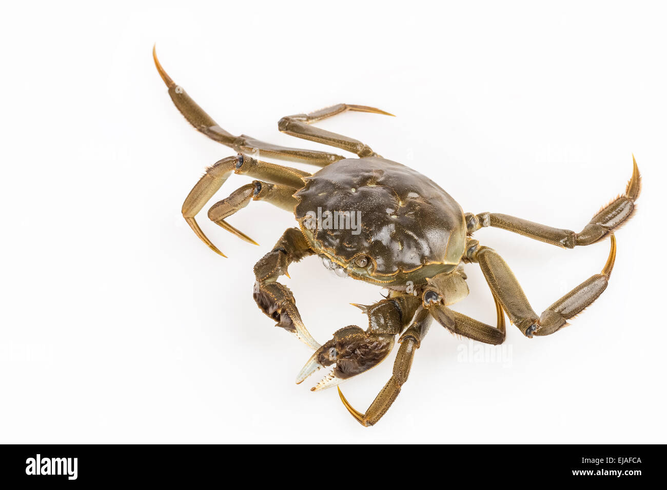 exhale bubble of living crab closeup Stock Photo