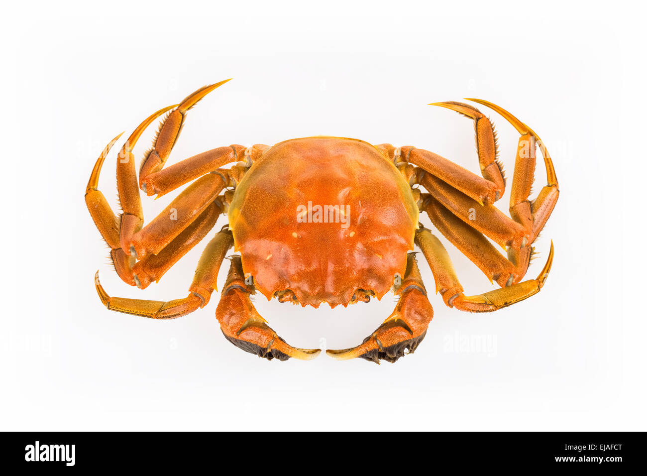 Cooked crab hires stock photography and images Alamy