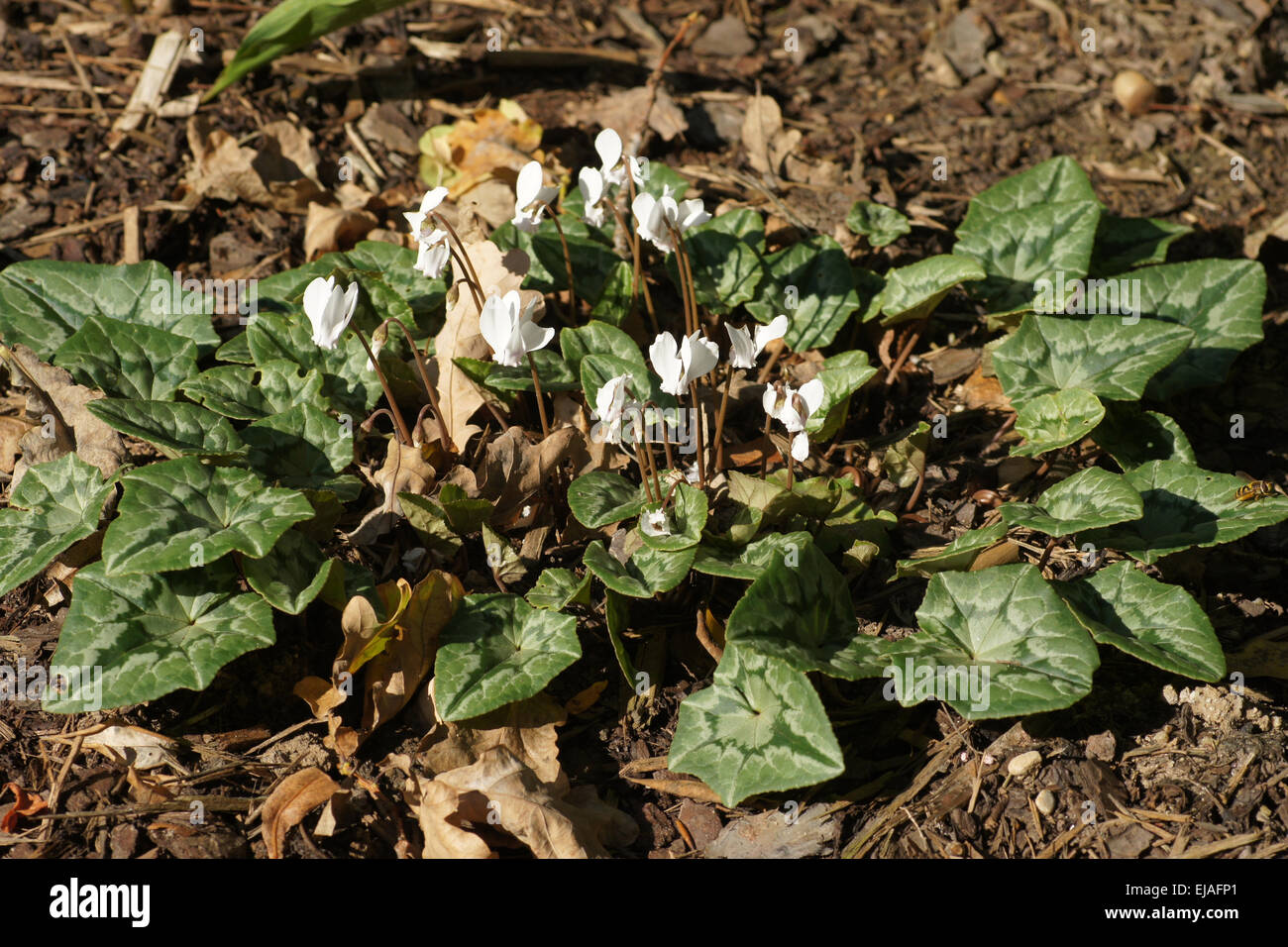 White ivy-leaved persian violet Stock Photo