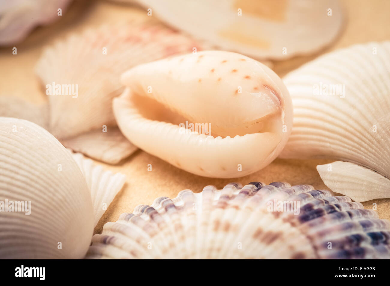 beauty seashells closeup Stock Photo