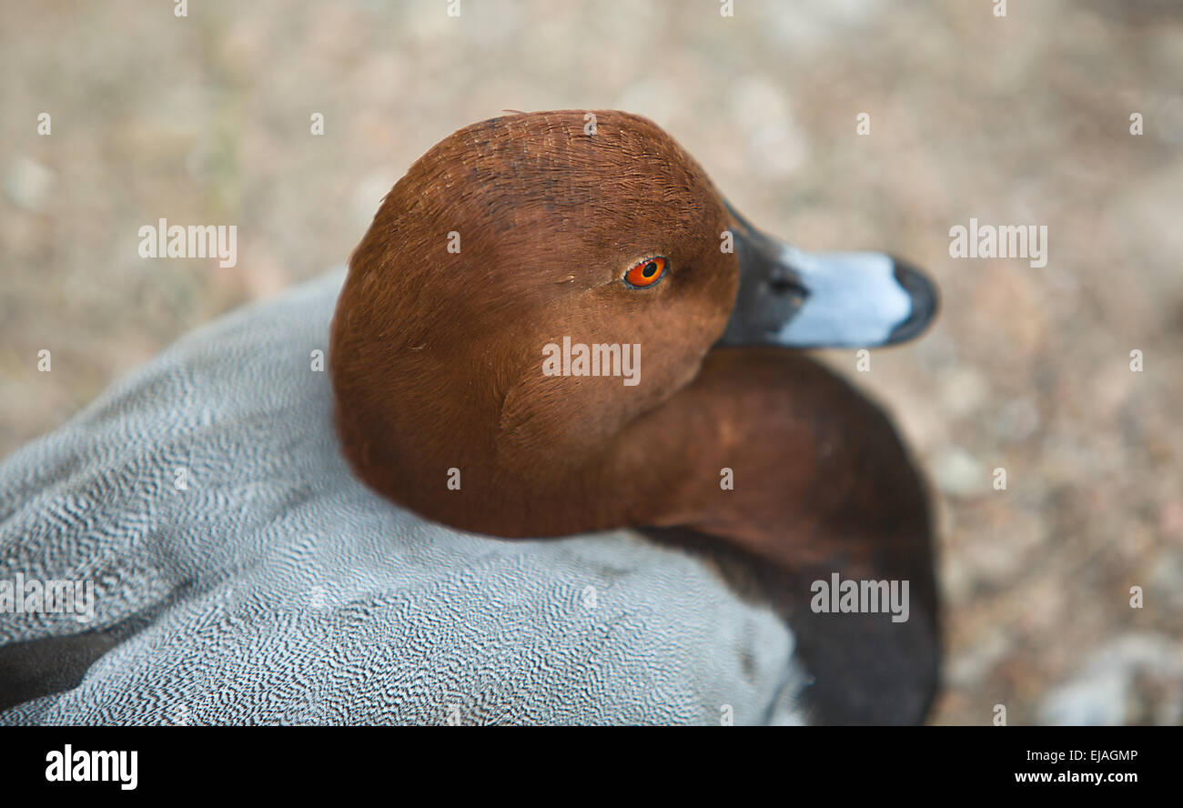 Redhead Drake Redhead drake close up resting beside the pond hi-res stock photography ...