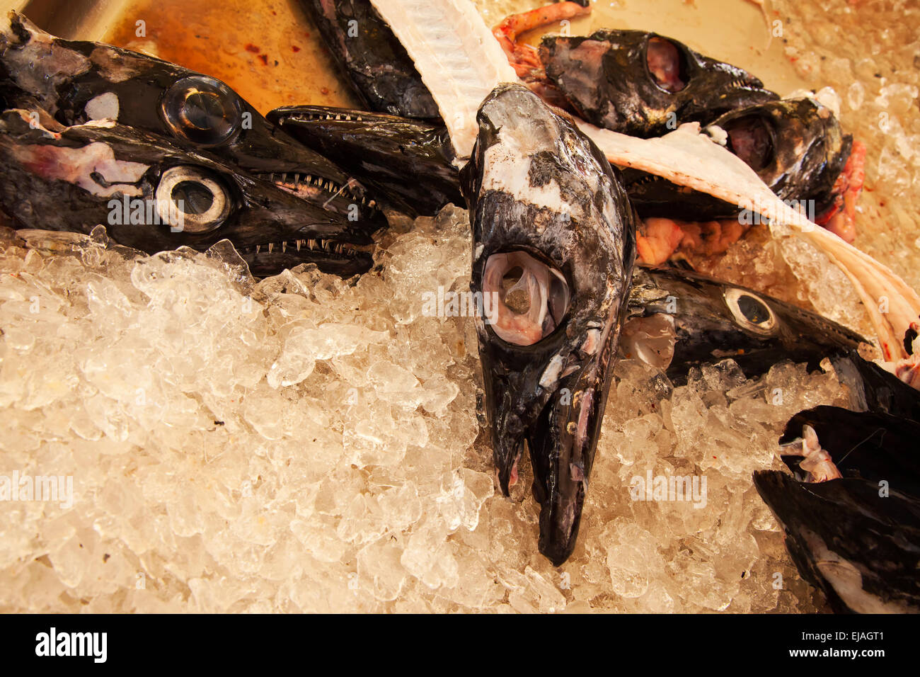 Heads of Black Scabbard Fish laying on ice at Funchal fish market Madeira Portugal Stock Photo