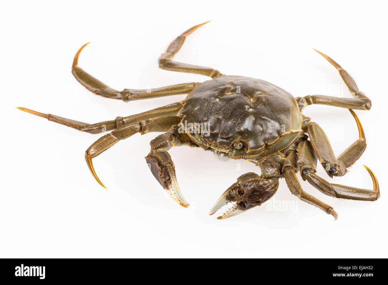 living freshwater crab Stock Photo