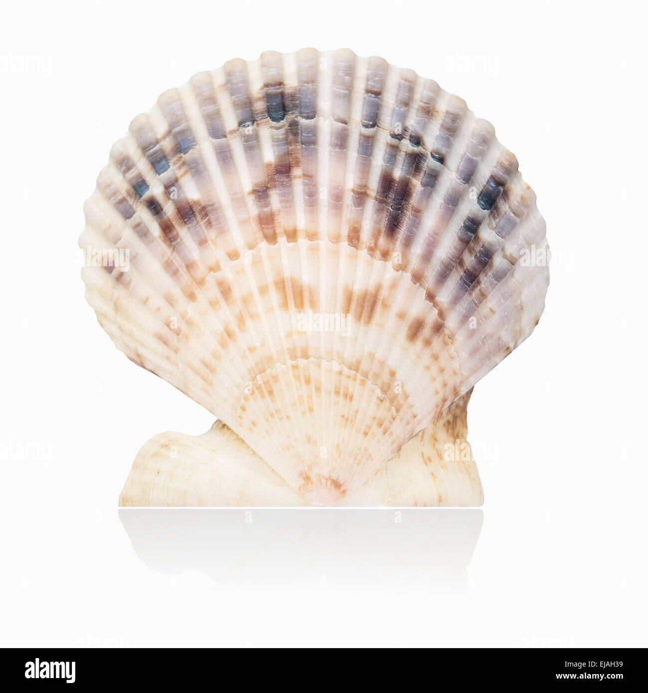Scallop shape hires stock photography and images Alamy