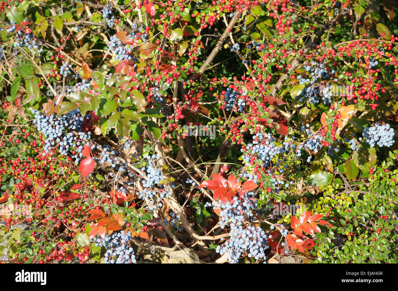Dwarf cotoneaster Stock Photo
