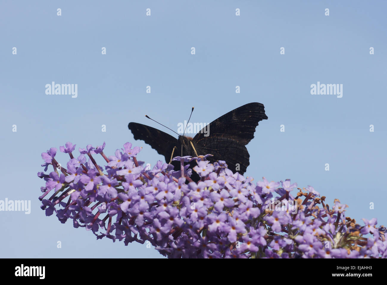 Buddleja with european peacock Stock Photo - Alamy