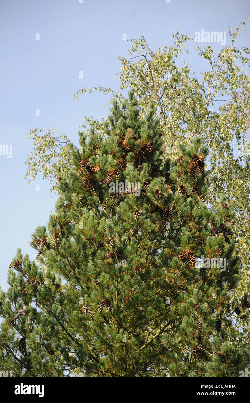 Macedonian pine Stock Photo