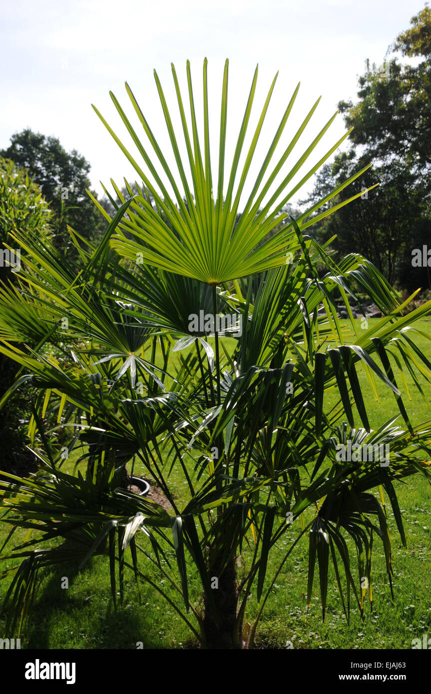 Dwarf fan palm Stock Photo