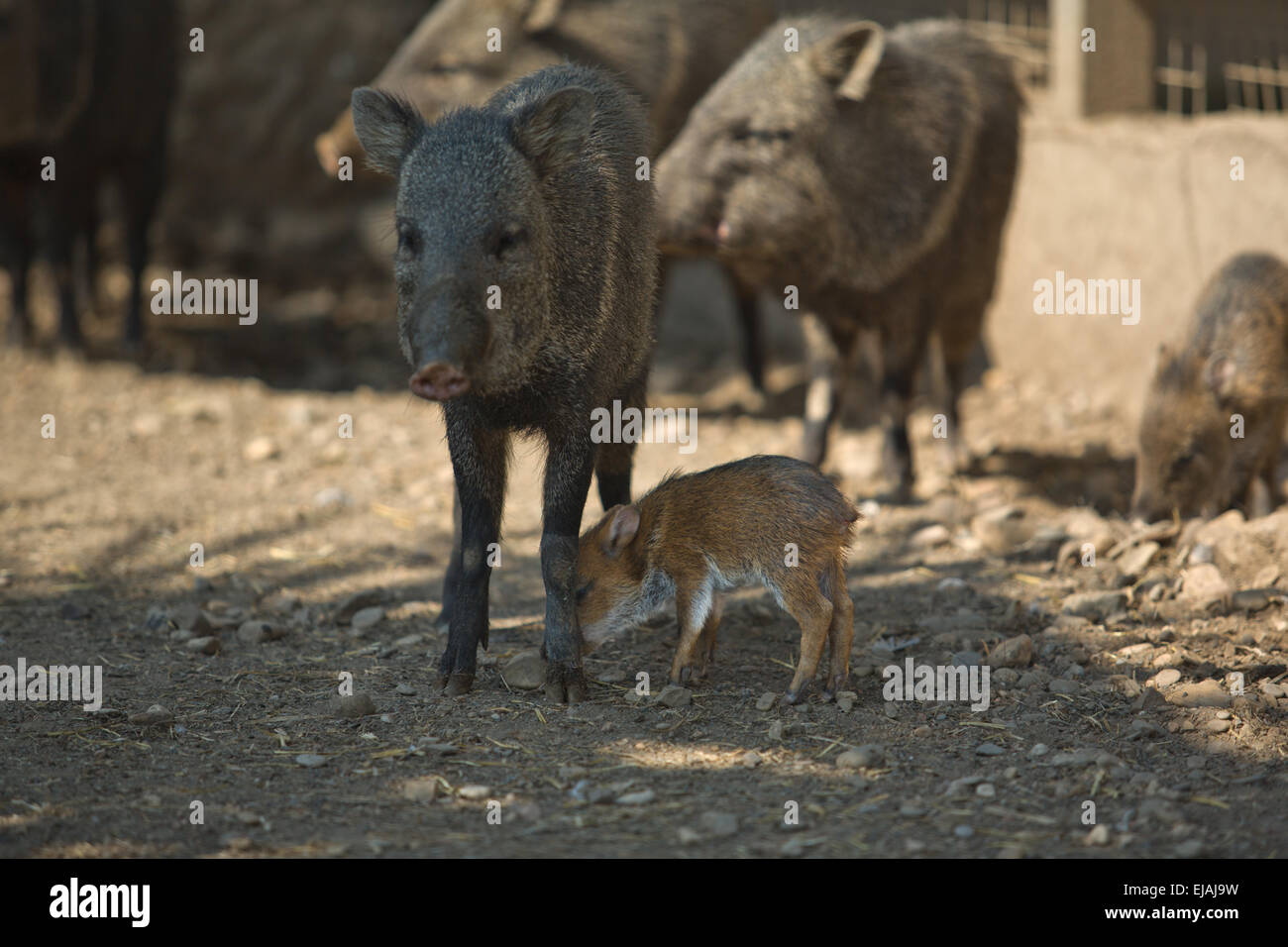 Collared Peccary offspring with his mother, Spain Stock Photo