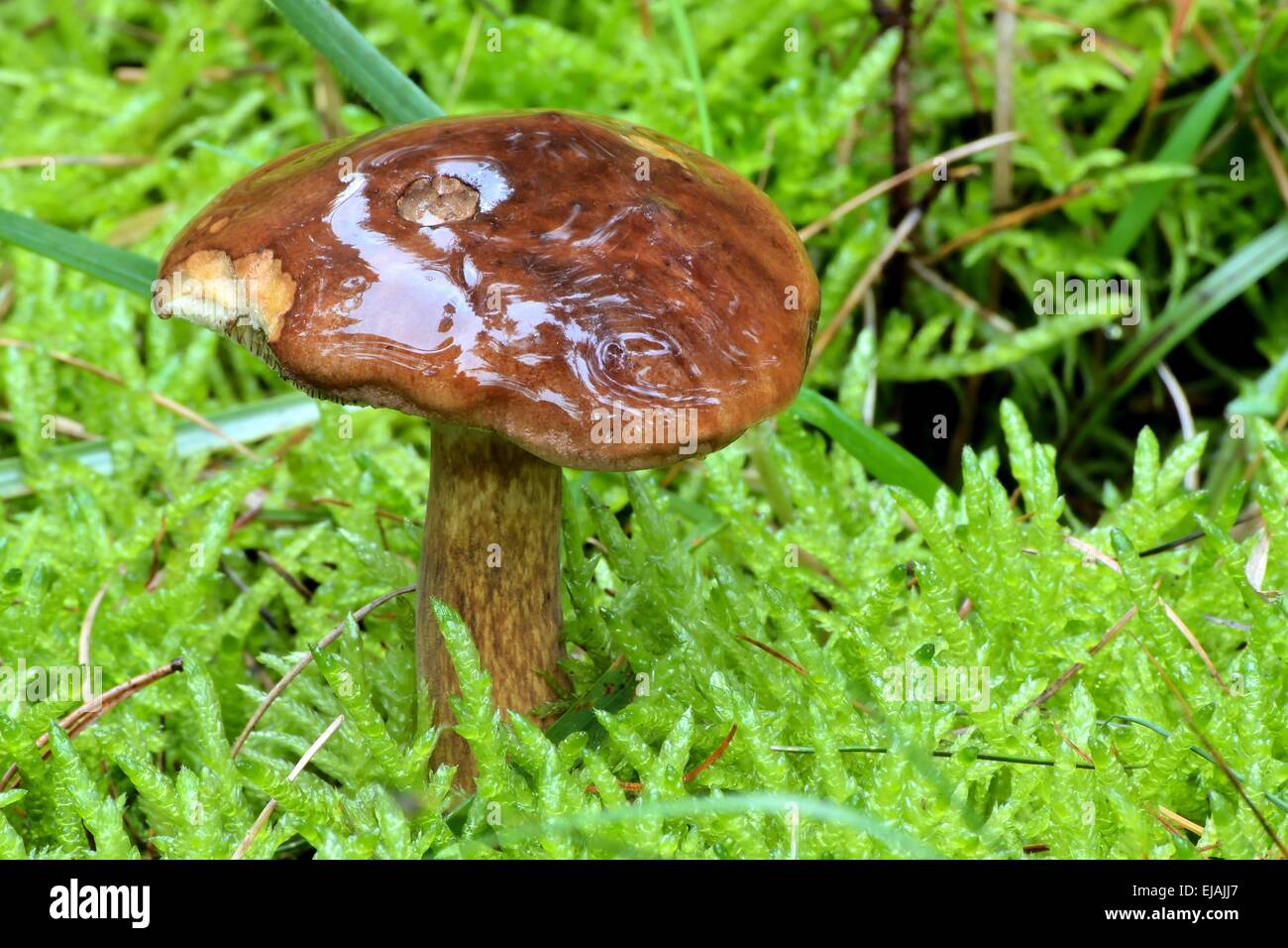 edible mushroom Stock Photo