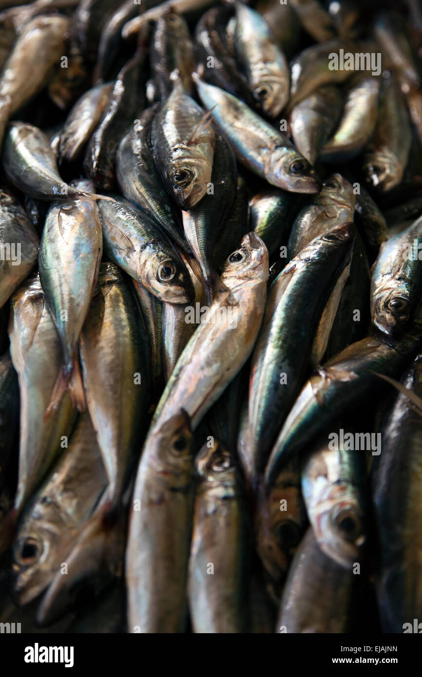 Sardines at Funchal fish market Madeira Portugal Stock Photo