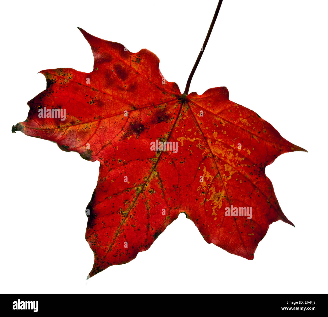 dry maple leaf Stock Photo - Alamy