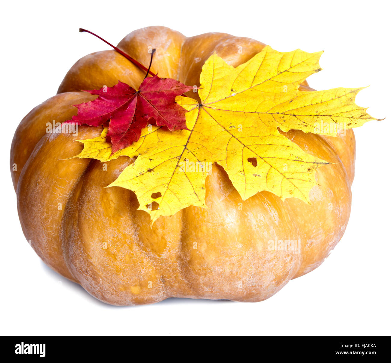 pumpkin and maple leaves on white background Stock Photo - Alamy