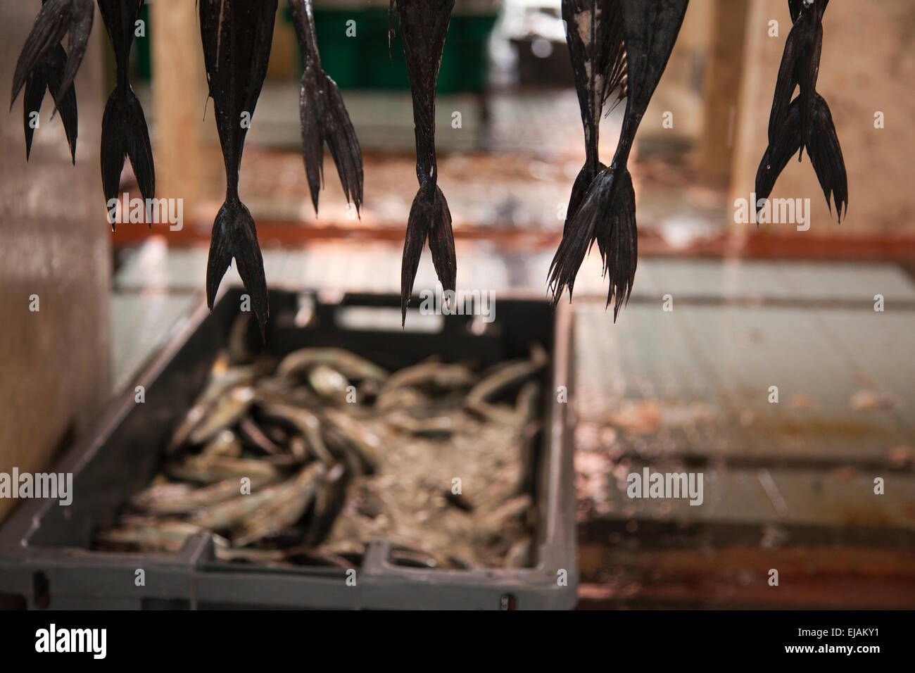 Tails of Black Scabbard Fish at Funchal fish market Madeira Portugal Stock Photo