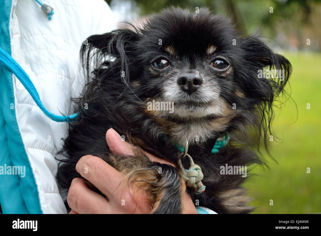 Person with Miniature Pinscher in the arm Stock Photo