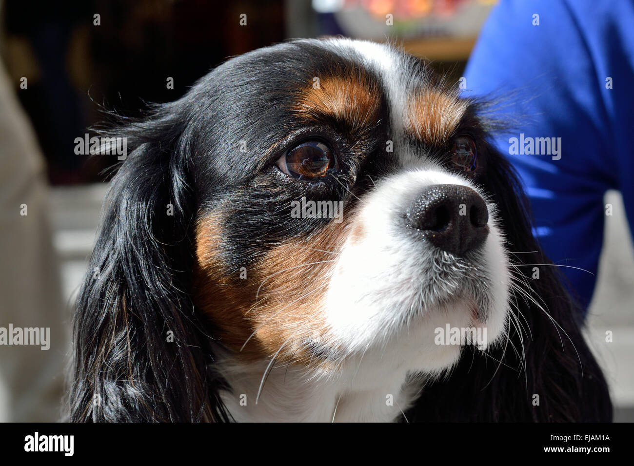 Dog breed Cavalier King Charles Stock Photo