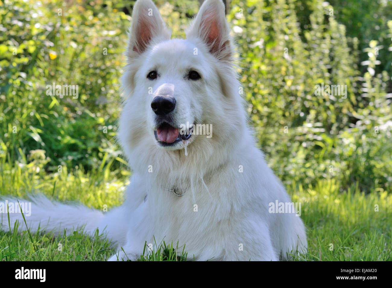 In the meadow is white shepherd dog Stock Photo