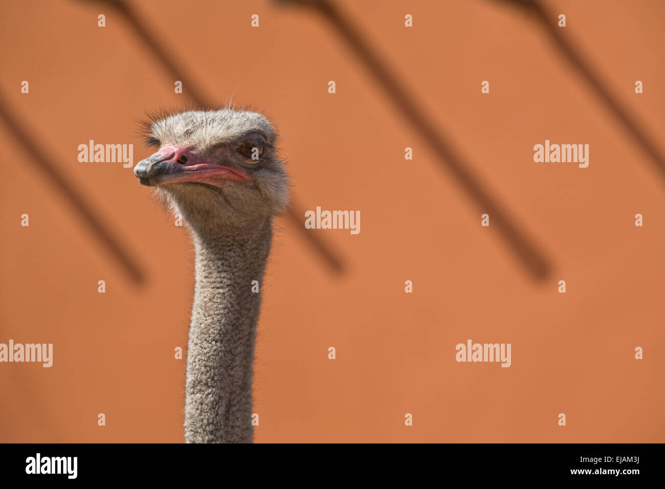 A beautiful wild African female Ostrich head portrait isolated over orange wall Stock Photo