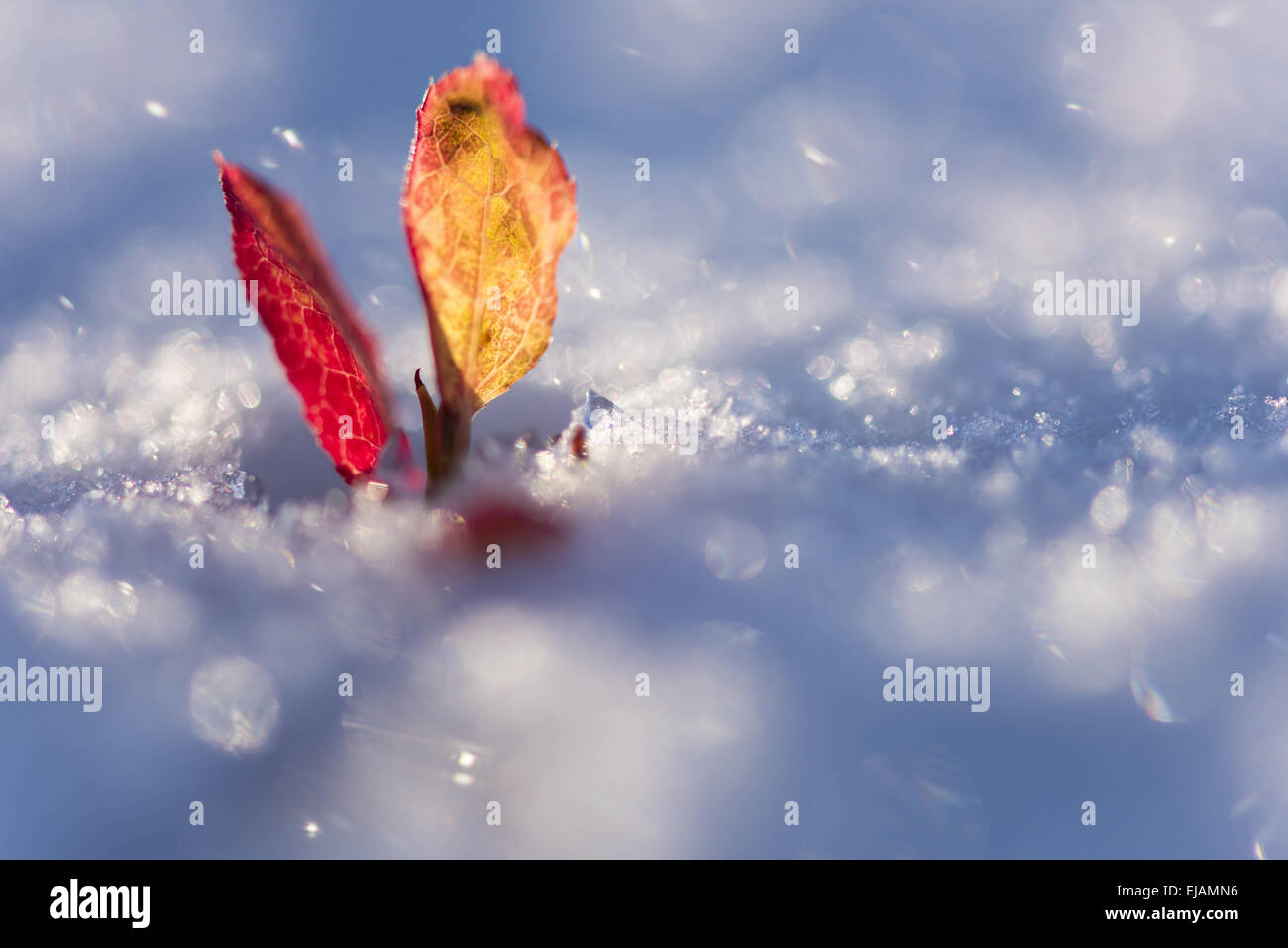 European blueberry in snow, Lapland, Sweden Stock Photo