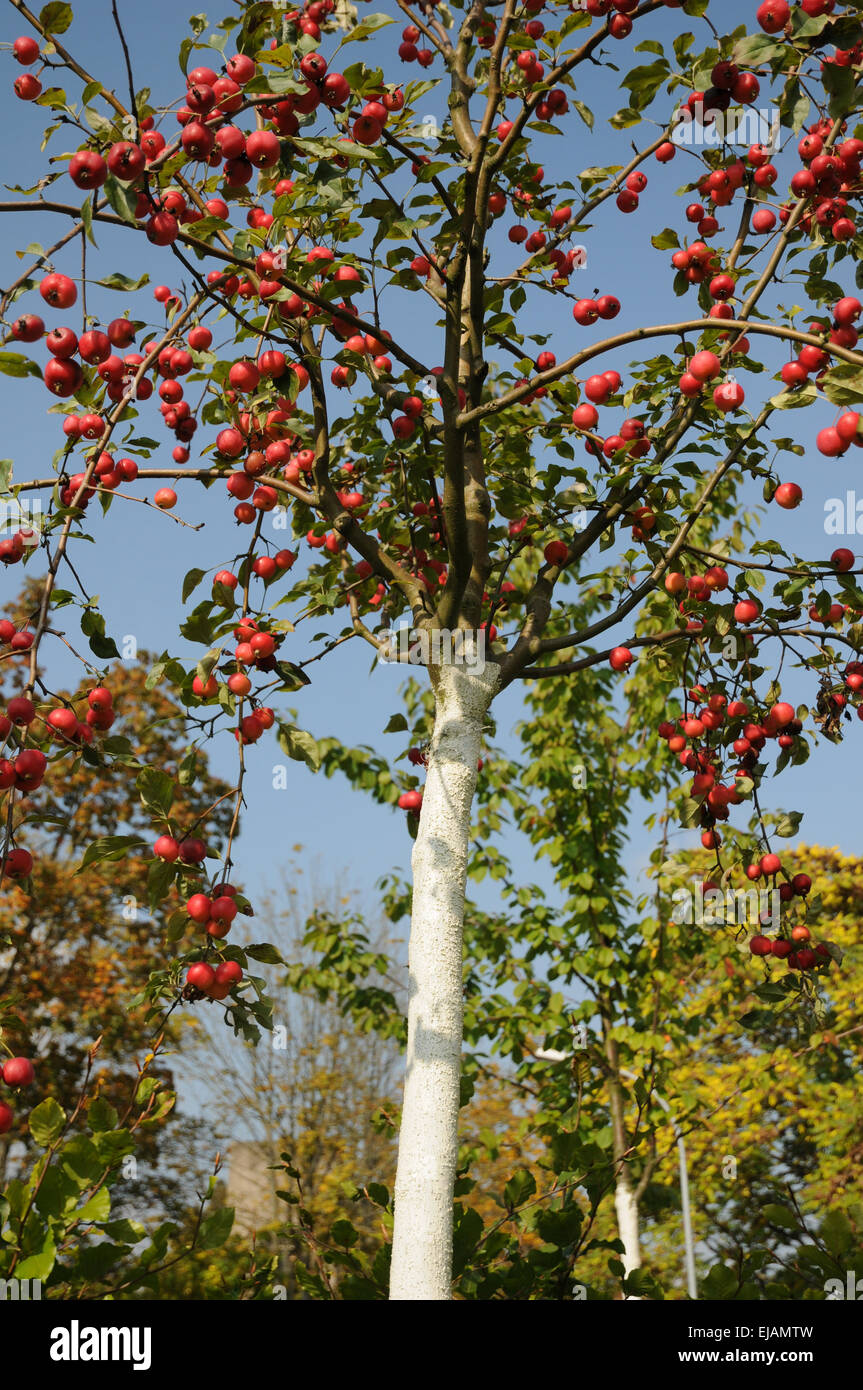 Crabapple Stock Photo