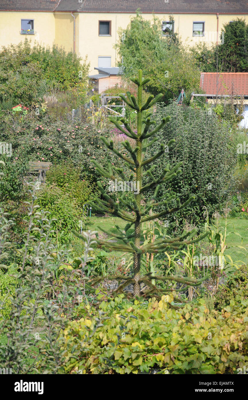 Monkey tail tree Stock Photo Alamy