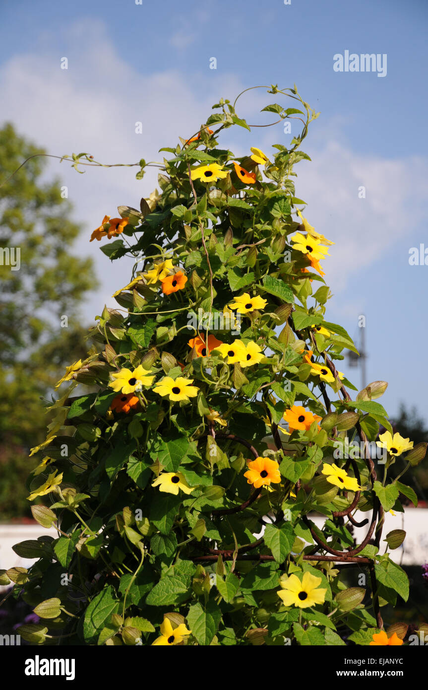 Blackeyed susan vine Stock Photo Alamy