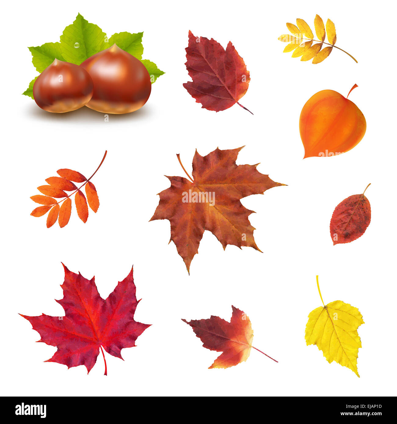 Autumn Set Stock Photo