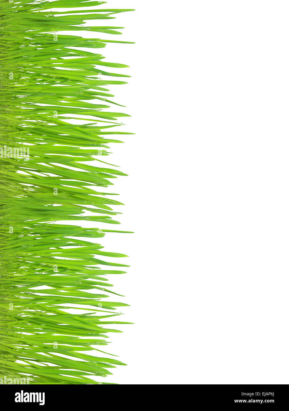 Green grass isolated on white background Stock Photo - Alamy